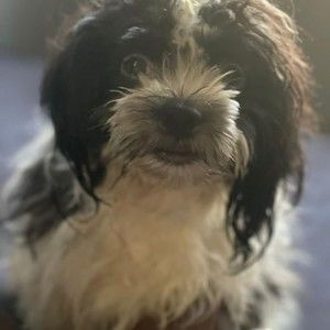 Meet your Posher, Dorothy